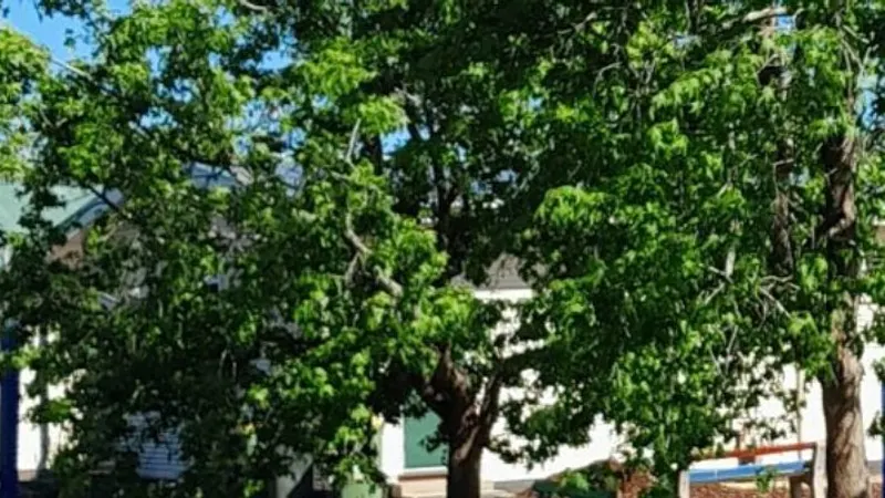 Merino Consolidated School